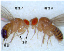 如何消灭水果“伴侣” 果蝇 之 消除果蝇成虫 ② 用碗灭杀果蝇